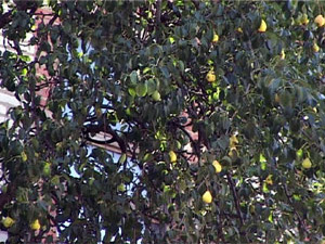 Под окнами дома № 46 по улице Михалевича растёт грушевое…