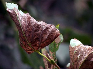 Этим летом в городе заболели липы. Дерево прихотливое…
