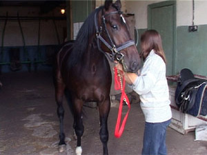 Русский  рысак Гесс стал гордостью всего Раменского…