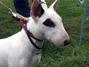 Сразу две выставки собак прошли в поселке Ильинский…