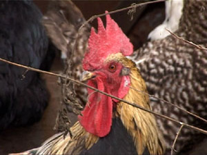 По стечению обстоятельств именно в год Петуха…