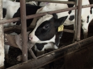 В 1998 году в деревне Никулино было образовано…