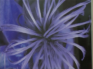 Жители нашего города уже знакомы с творчеством фотографа…