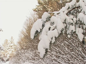 До нового года осталась неделя.  Началась торговля…