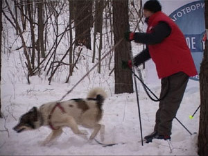Вчера в г. Котельники собрались любители лыжного спорта…