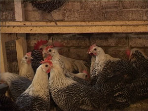 Разведением кур Евгений занимается с 12 лет. Сначала…