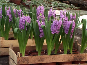 В Раменском тепличном хозяйстве разводят более ста…