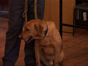 Девятый класс – самое время задуматься о выборе будущей…