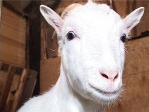 На масленицу в трапезной Духовного центра Казанской…