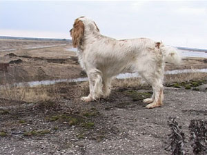 13 апреля в Раменском районе открылась охота на гуся и…