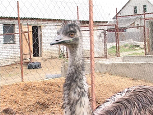 Первого страуса Николай Мухин приобрел три  года назад…