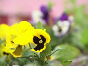 Ко дню города Раменское украсят более 16 новых клумб…