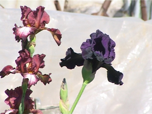 Виктор Васильевич выращивает ирисы. По его мнению…