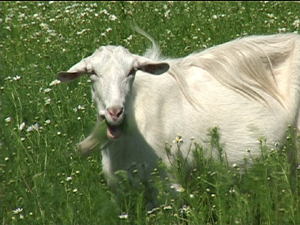 Два раза в день выгуливает своих коз Виктор Иванович…