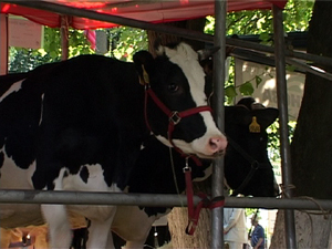 В 10-й раз выставка племенных животных проходила на…