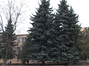 15 декабря, а на улице +6-8 градусов. Такая теплая зима…