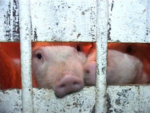 2007 год по восточному календарю – год огненной Свиньи…