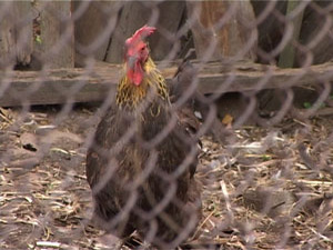 Птичий грипп продолжает распространяться по Подмосковью…