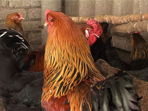 На прошлой неделе в Раменское попал птичий грипп. На…