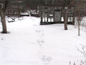 Вчера в студию Раменского телевидения позвонила женщина…