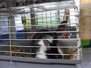 Как оказывается, запах из подвала в жилые помещения…