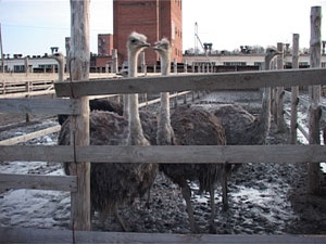 В конце 90-х годов фермеры в России начали заниматься…