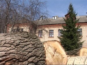 Все деревья, находящиеся на территории  города являются…