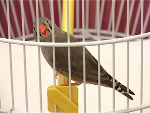 Раменская библиотека периодически устраивает викторины…