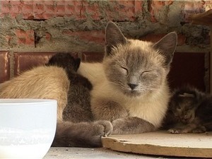 Возле дверей раменского телевидения слышится мяуканье и…