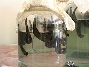 В царские времена экспорт медицинской пиявки был на…