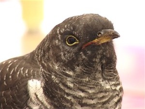 Летняя погода, к сожалению, благоприятна не только для…