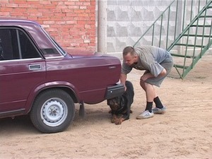 У собак в несколько раз нюх острее чем у человека…