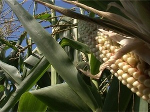 Несколько десятилетий назад колхозы и совхозы кормили…