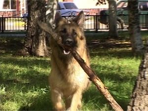 Убирать за собаками на улице у нас в стране не принято…