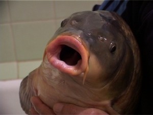 Выловить рыбу в 16 кг под силу далеко не каждому, даже…