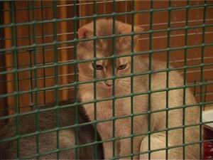 Они грациозны, милы и свободолюбивы. Из спокон веков мы…