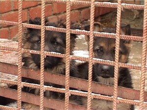 Сегодня собаки обнаруживают взрывчатые вещества…