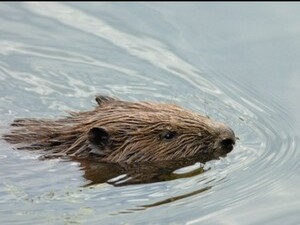 В XX веке бобры находились на грани исчезновения и были…