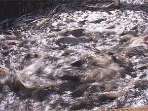 Сегодня наша съемочная группа вместе с сотрудниками…