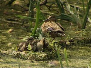 У жителей с улицы Свободы нынешней весной появилась…