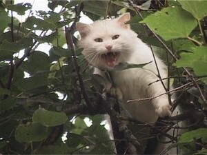 Вполне рядовое событие “кот на дереве “ встревожило…
