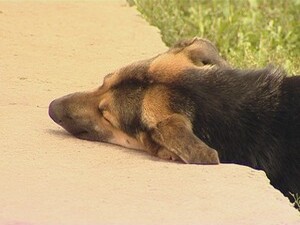 Жители Раменского района уже неоднократно жаловались на…