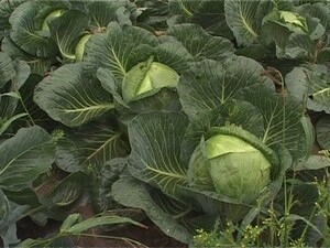 Начало осени — время собирать урожай. Сейчас на всех…