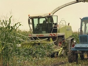 На полях сельскогохозяйственного предприятия племзавода…