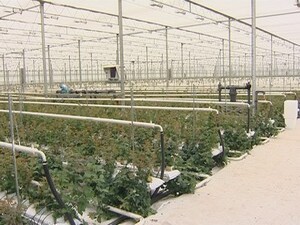 Племзавод «Раменское» — одно из крупнейших…