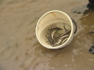 Москва река встречает гостей холодным, пробирающим до…