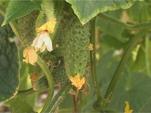 Несколько лет назад на Агрофирме «Подмосковное» начали…