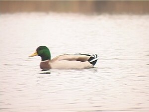 С наступлением первых заморозков птицы начинают улетать…