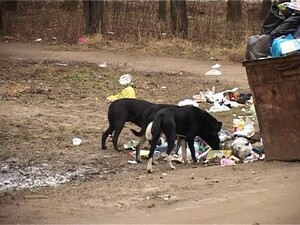 В перспективе план-схема «Будущее Подмосковье» выглядит…