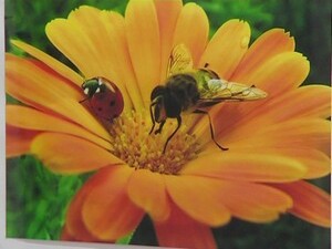 Виктор Евгеньевич Михайлов опроверг мнение, что цветы…